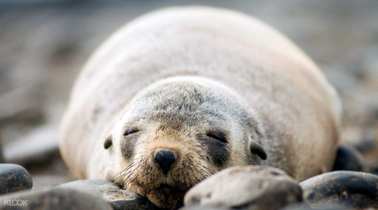 phillip island seals